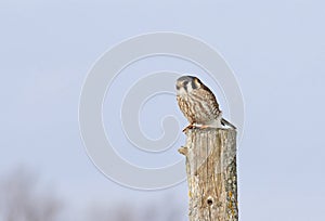 An American kestrel Falco sparverius perched on a post in winter in Canada