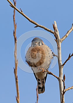 American Kestrel (Falco sparverius) perched in tree in Boise  Idaho