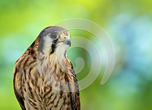 American Kestrel (Falco sparverius)