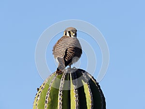 American kestrel, Falco sparverius