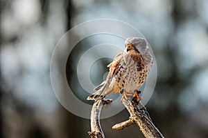 The American kestrel (Falco sparverius) sitting on a branch