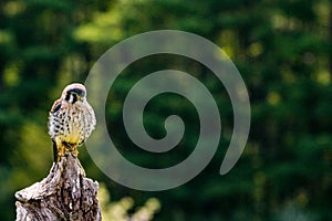 American kestrel & x28;Falco sparverius& x29; sitting on a mullein