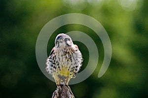 American kestrel & x28;Falco sparverius& x29; sitting on a mullein