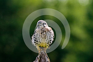 American kestrel & x28;Falco sparverius& x29; sitting on a mullein