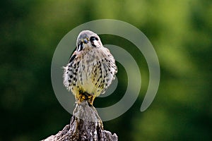 American kestrel & x28;Falco sparverius& x29; sitting on a mullein