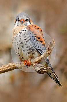 American kestrel Falco sparverius, sitting on the tree stump, little bird of prey sitting on the tree trunk, Mexico. Birds in the