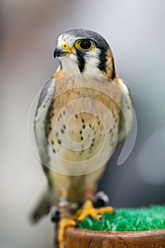 The American kestrel Falco sparverius is smallest falcon