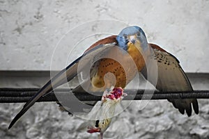 American kestrel, Falco sparverius, the smallest falcon holds a headless mouse in paws. Concept of wild animals world