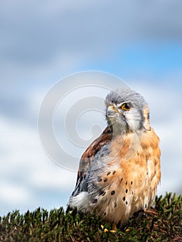 American kestrel Falco sparverius. The smallest and most common falcon in North America.