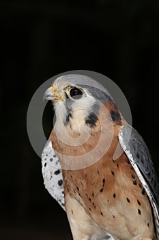 The American Kestrel (Falco sparverius), is sometimes known as the Sparrow Hawk