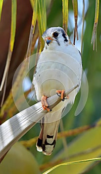 American Kestrel (Falco sparverius sparveroides)