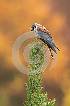 American Kestrel, Falco sparverius, at the top of the tree in the rain, autumn orange background