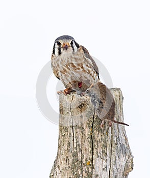 An American kestrel Falco sparverius with vole perched on a post in winter in Canada