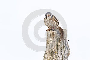 An American kestrel Falco sparverius with vole perched on a post in winter in Canada