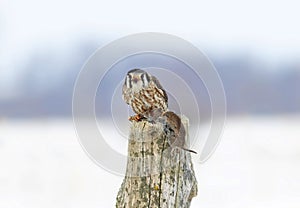 An American kestrel Falco sparverius with vole perched on a post in winter in Canada