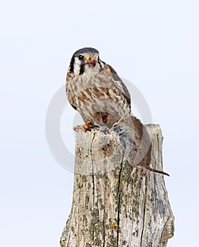 An American kestrel Falco sparverius with vole perched on a post in winter in Canada