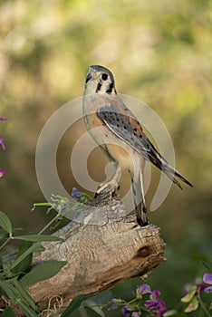 American Kestrel falcon male raptor perched on wooden tree stump Colorado photo