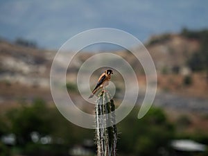 American Kestrel falcon sparrow hawk falco sparverius wildlife bird resting on cactus in Tatacoa Desert Huila Colombia