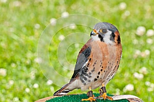 American Kestrel
