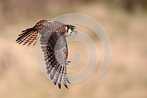 American Kestrel In Flight
