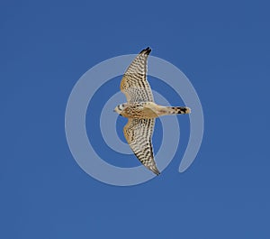 American kestrel in flight