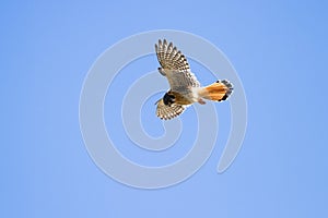 American Kestrel in flight