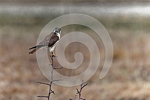 American Kestrel hunting Rat