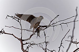 American Kestrel hunting Rat