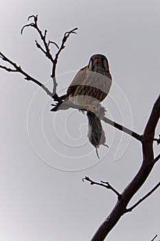 American Kestrel hunting Rat