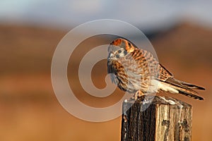 American Kestrel Looking Out From Perch