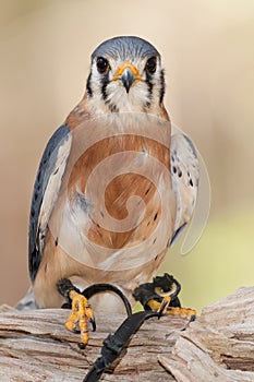 American Kestrel Perched