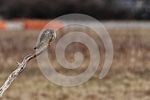 American Kestrel Perching and cleaning at Floyd Bennet Field