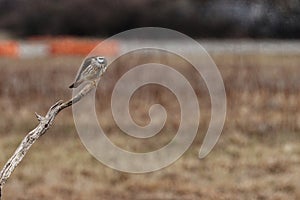 American Kestrel Perching and cleaning at Floyd Bennet Field