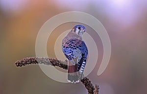 American kestrel on perck