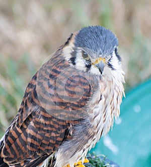 American kestrel Portrait