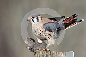 American Kestrel with prey