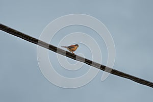 American Kestrel resting on a cable