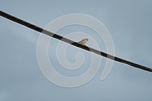 American Kestrel resting on a cable