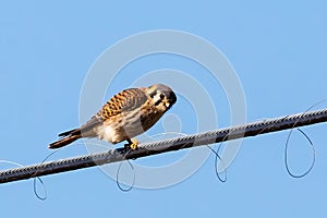 American Kestrel resting on a wire