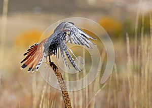 American kestrel sitting on a mullein