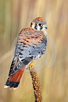 American kestrel sitting on a mullein