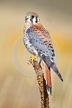 American kestrel sitting on a mullein