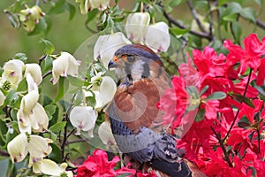 American Kestrel Sitting in the Spring Azaleas