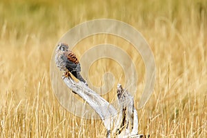 American kestrel sitting on a tree stump