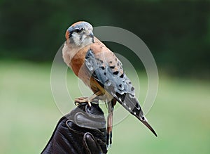 American Kestrel