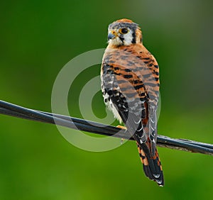 American Kestrel / Sparrow Hawk