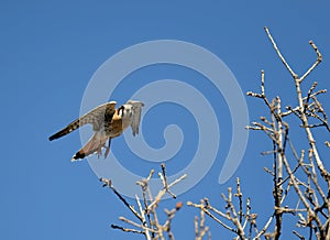 American Kestrel or Sparrow Hawk hovering over tree tops