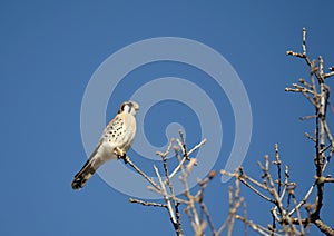 American Kestrel or Sparrow Hawk perched on the top of the tree