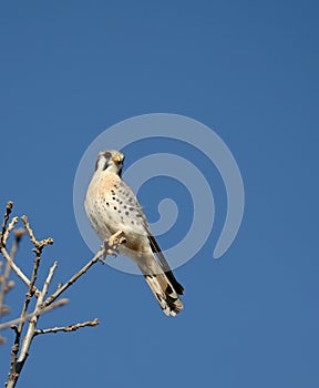 American Kestrel or Sparrow Hawk perched on the top of the tree