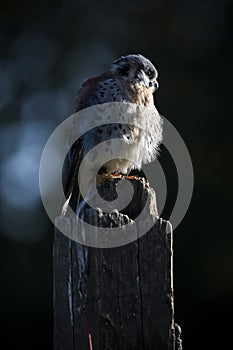 American Kestrel in strong sunlight against dark backdrop